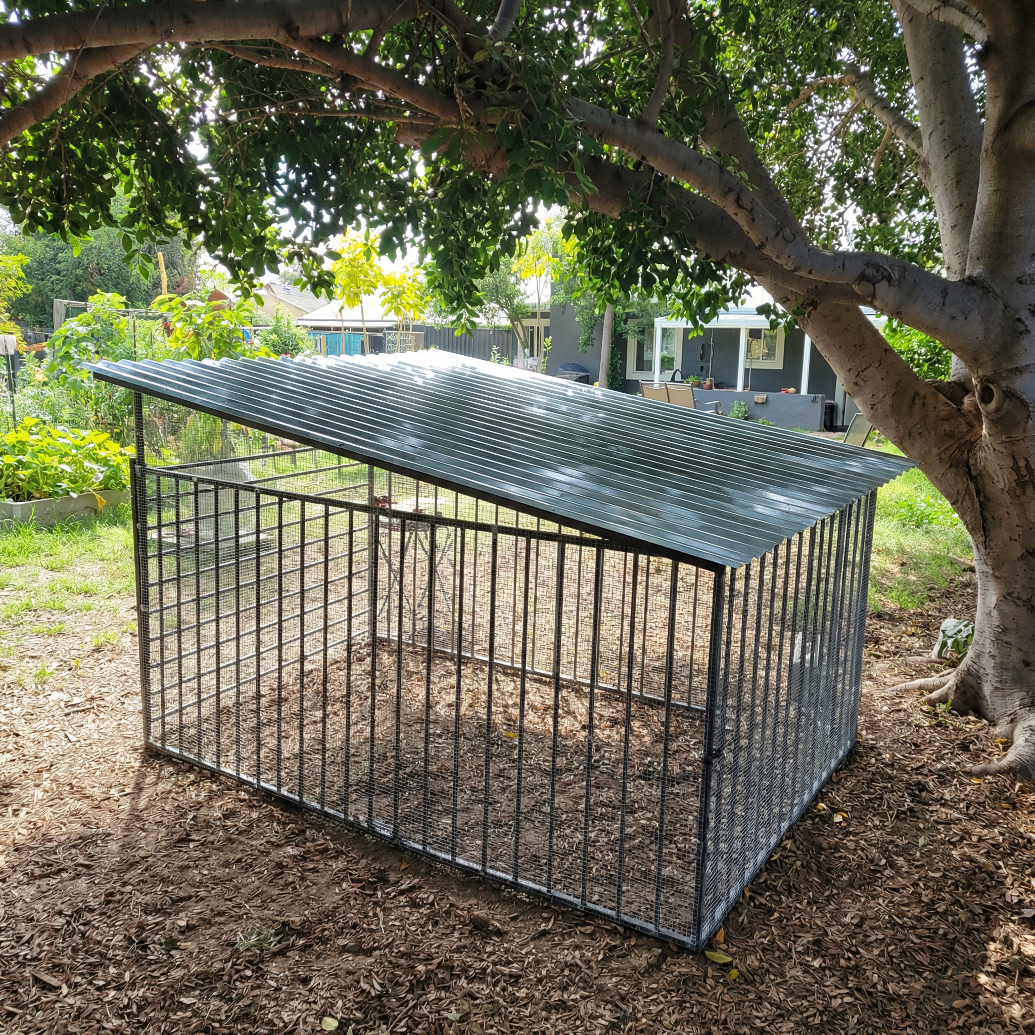 A finished backyard chicken coop under a large shade tree. The coop has a rectangular frame made of black steel tube fencing (100.5 inches wide × 59 inches deep × 46 inches tall at the front). The walls are covered in 1/4 inch galvanized hardware cloth mesh. The roof is made of corrugated metal panels with a single slope angling downward from back to front (back height approximately 56 inches, front height 46 inches). The corrugated metal roof has a silvery galvanized finish with the ridges running from back to front for water drainage, with 4-inch overhangs on all sides. The coop sits on wood chip/mulch ground cover. Sunny day, residential backyard setting with green grass visible in background. Realistic photo style.

Key dimensions to include separately if the tool accepts specs:

Width: 100.5"
Depth: 59"
Front height: 46"
Back height: ~56" (for roof slope)
Roof overhang: 4" all sides
Roof material: corrugated galvanized metal, ridges running front-to-back